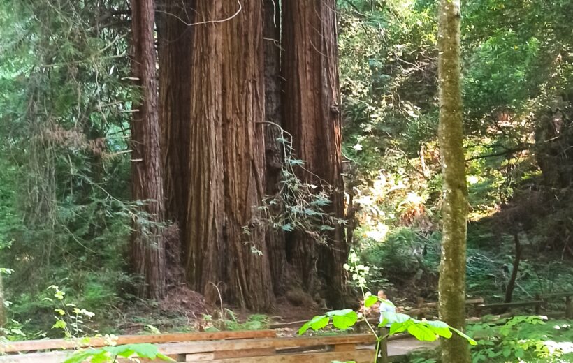 Bosques Muir - Sausalito