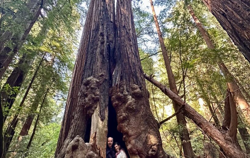 Bosques Muir - Sausalito
